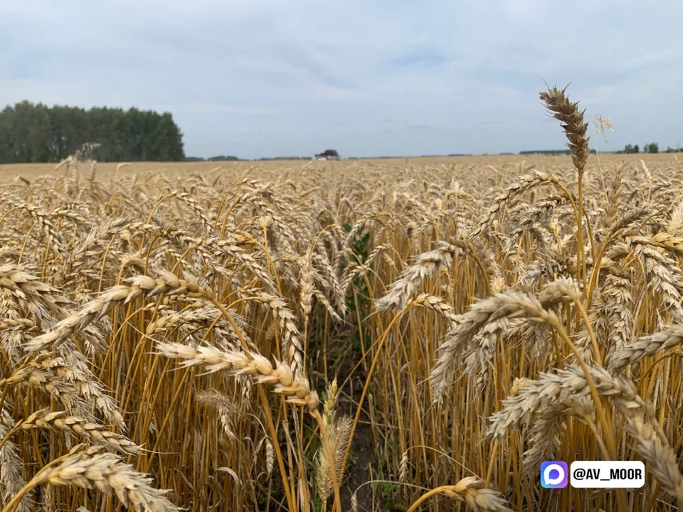 Аграрии собрали рекордный за всю историю Тюменской области урожай зерна
