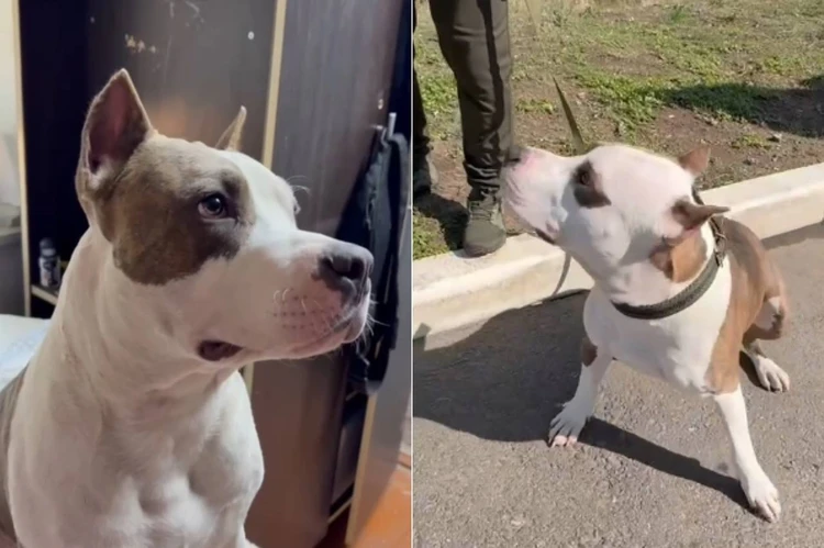 Музыка и танцы его слабость: о талантах четвероногого сержанта рассказал боец СВО из Осетии