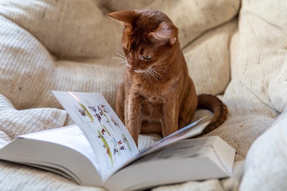 В Ярославле пройдет благотворительная книжная ярмарка.