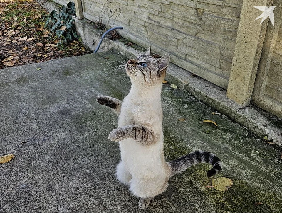 Игривое настроение в погожий денёк. Фото: КП