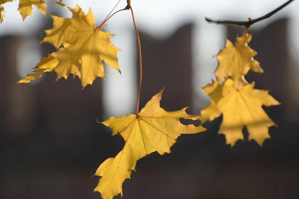 Пасмурно и до +7 градусов: прогноз погоды в Тульской области на 2 ноября