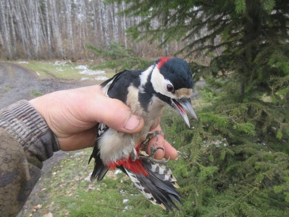 Фото: БУ Омской области «Управление по охране животного мира»