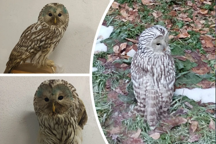 «Папа шутил про письмо из Хогвартса»: в Новосибирске школьник спас редкую сову возле лицея