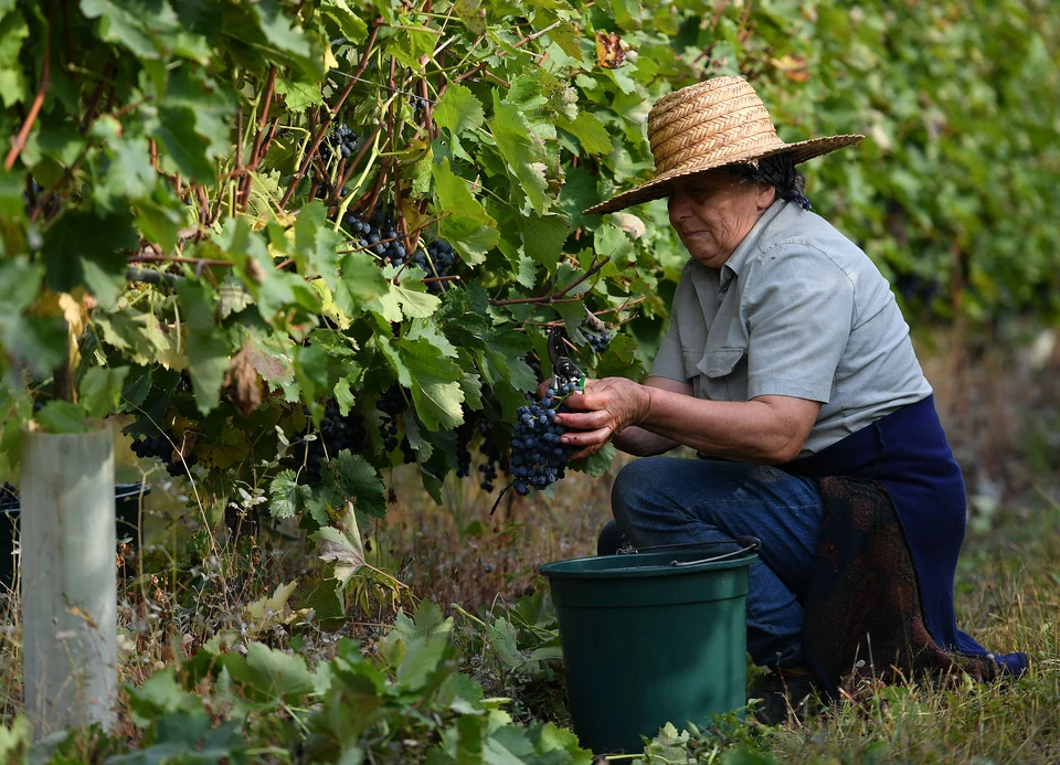 Россия в сентябре возобновила поставки винограда из Грузии