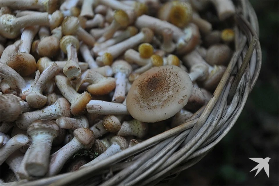 В лесах Беларуси ожидается вторая волна осенних опят. Фото: с сайта fishingby.com.