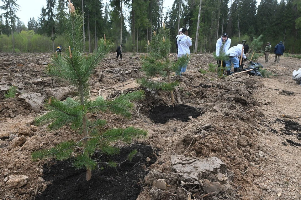 В Новосибирске ветер повалил свежепосаженные елки вдоль Красного проспекта.
