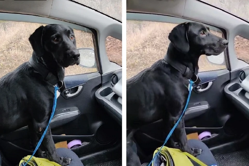 Собаку нашли в Калининском районе. Фото: Елена Гришина