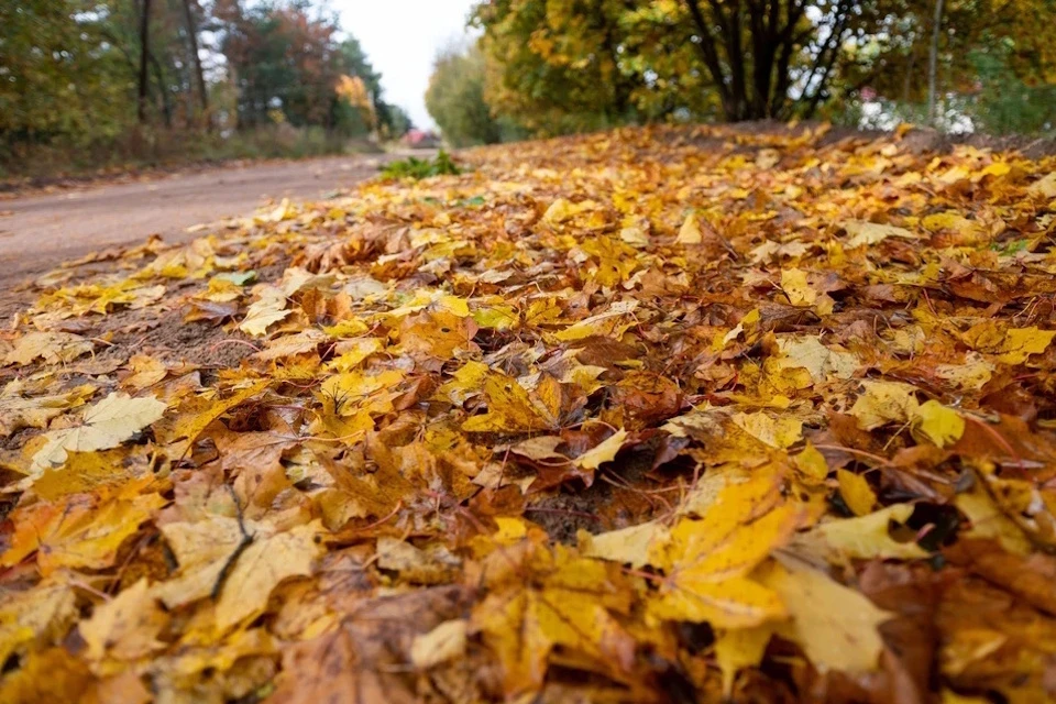 Синоптик Ильин: До 11 градусов тепла ожидается в Подмосковье после праздников