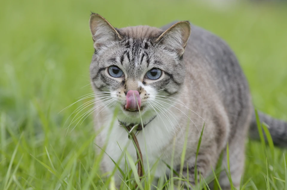 Француженку оштрафовали на 116 тыс. руб. из-за кота, который ходил в гости к соседям
