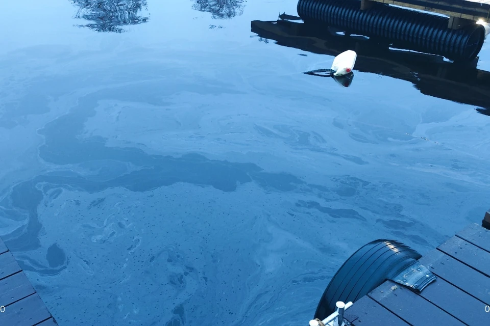 Даже локальное загрязнение нефтепродуктами может нанести непоправимый ущерб экосистеме озера. Фото: МОО «Спас Северо-запад»