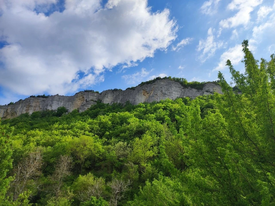 В Крыму высадят 275 гектаров леса в 2025 году