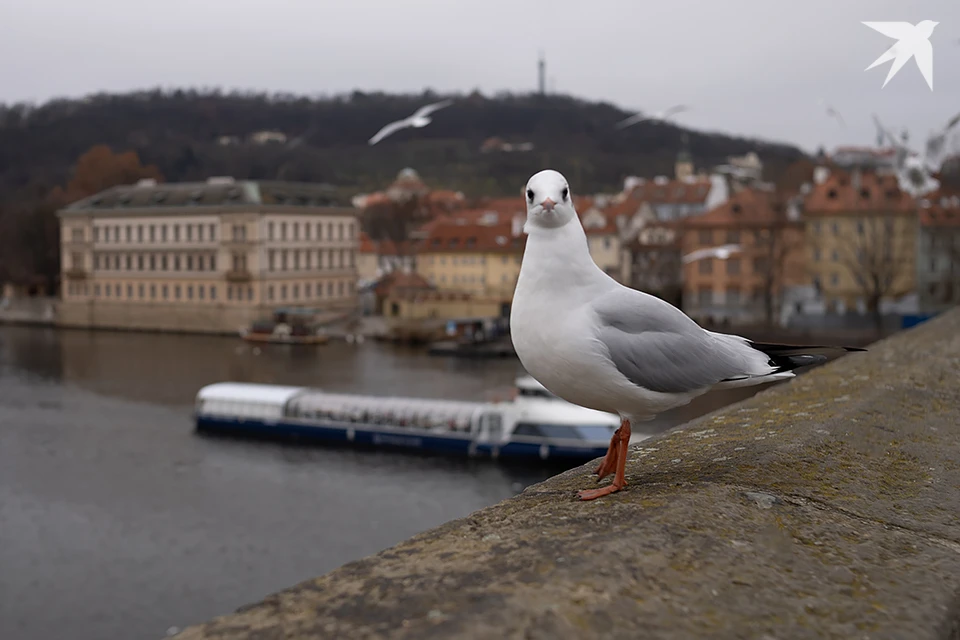 Орнитологи Кандалакшского природного заповедника получили этой осенью сообщение, достойное книги рекордов птиц.