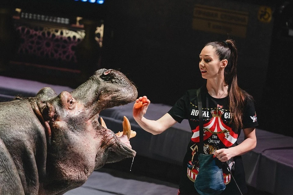 В цирке ребята увидели потрясающих артистов-бегемотов. Фото: продюсерский центр Гии Эрадзе