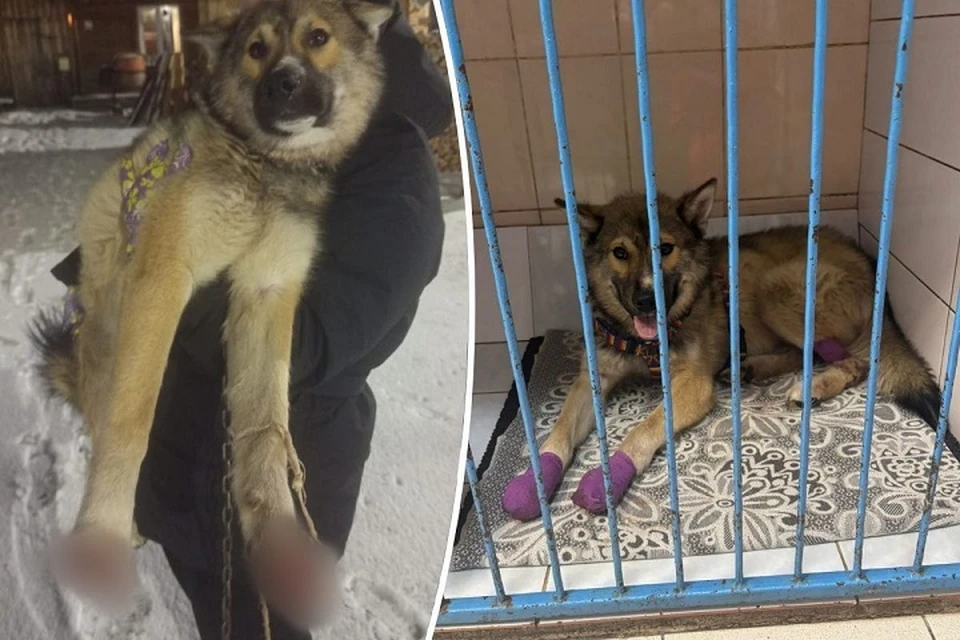 Пес Бимка идет на поправку. Фото: читатель «КП»