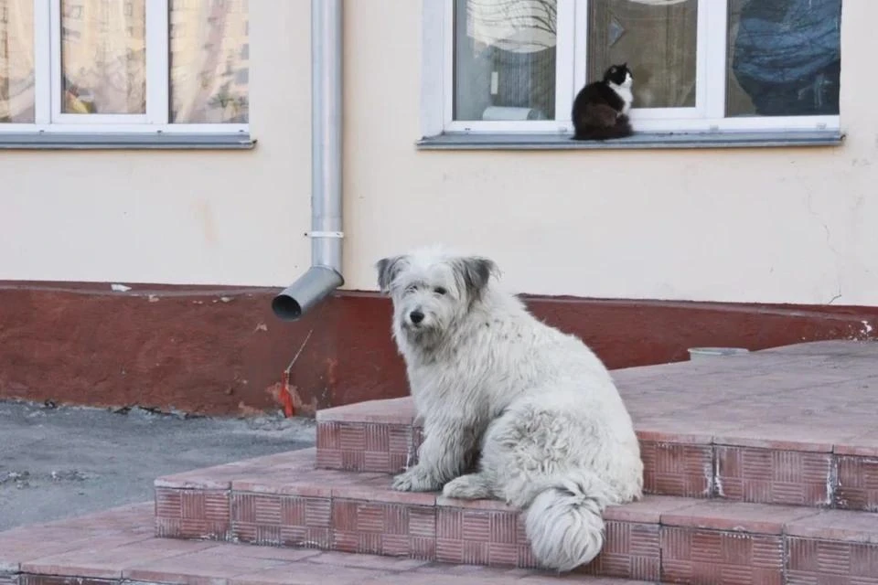Власти ввели экстренные меры.