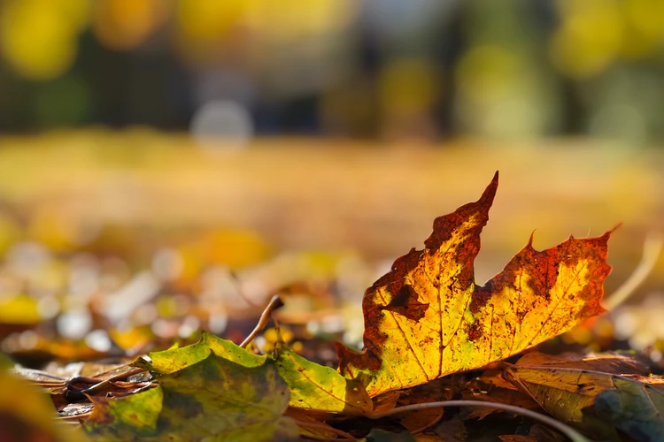 23 идеи, куда сходить на выходных в Санкт-Петербурге 8 и 9 ноября 2025: концерт Guf, балет «Корсар» и «Маркет на Неве»