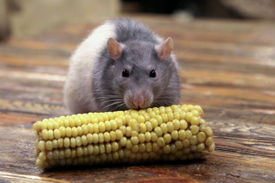 Фото: архив "КП".