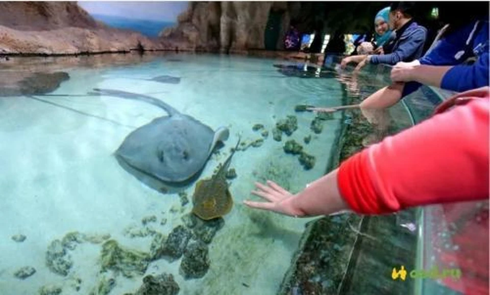 Фото: Бизнес-инкубатор Омской области