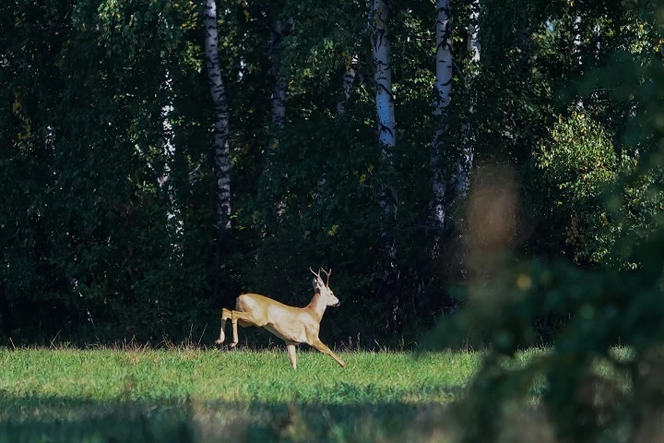 Как косуля прямиком из леса оказалась в море, остается загадкой даже для специалистов.