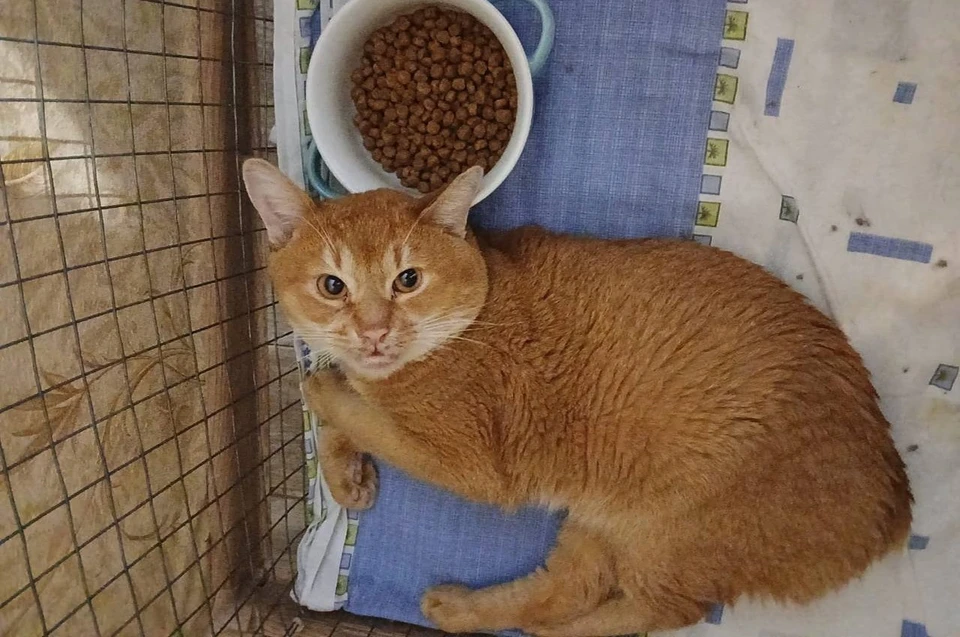 Сейчас один из котов в клинике, трое – у волонтера. Фото: предоставлено «КП»