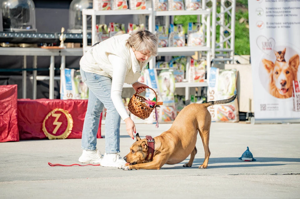 Хвостатые продемонстрировали все свои таланты.
