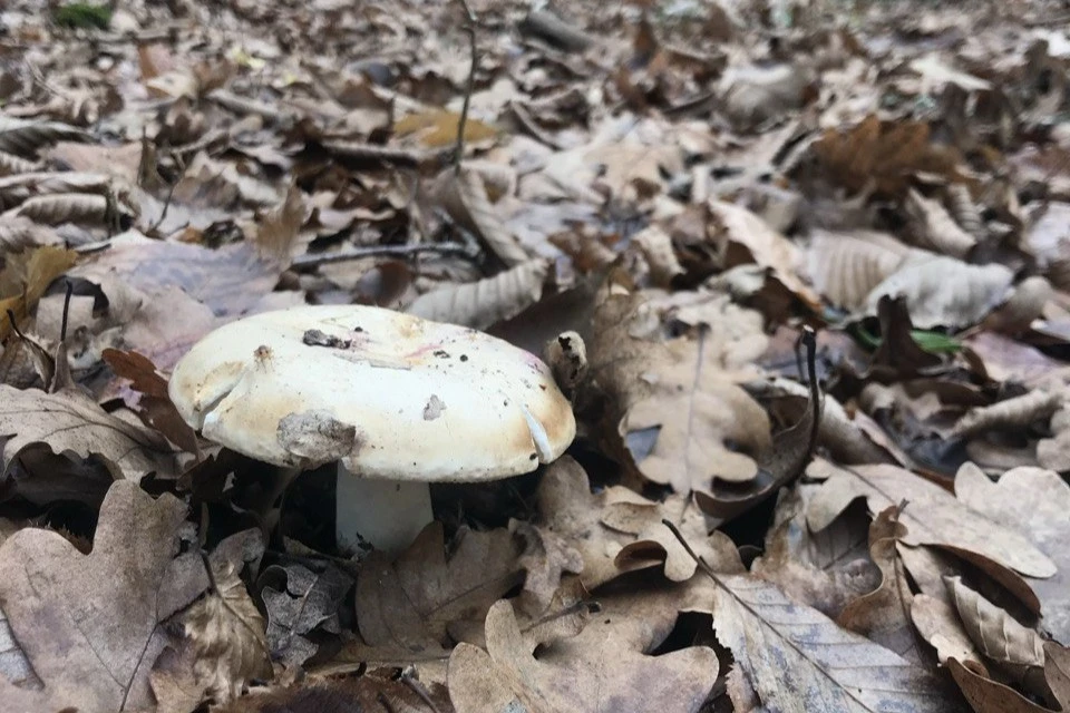 В лесу сейчас много грибов, но собирать незнакомые крайне опасно