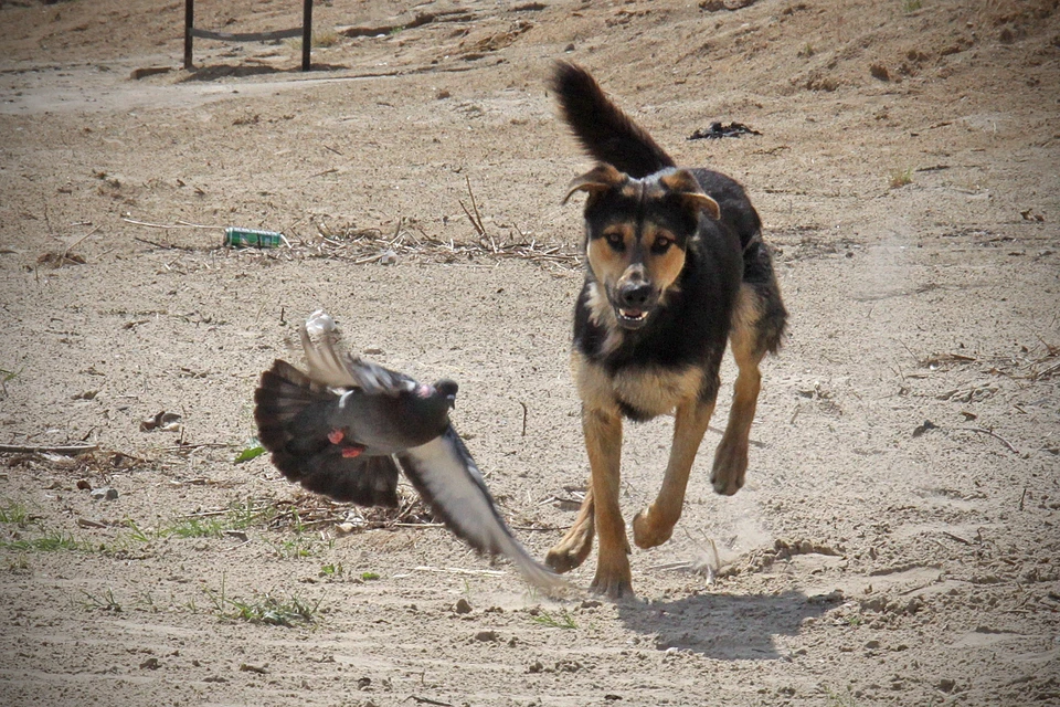 Права ребенка удалось защитить в суде.