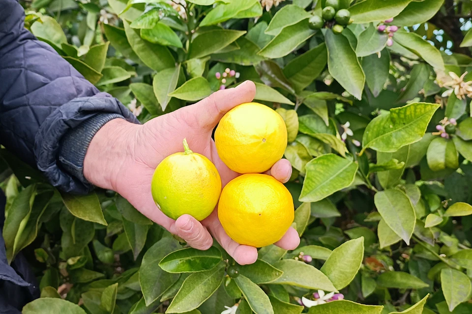 Основной причиной подорожания у нас лимонов стал их неурожай в Турции и уменьшение оттуда поставок