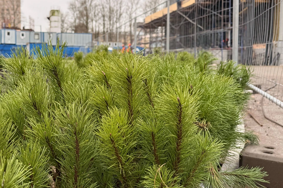 Хвойные кустарники высаживают вокруг станции. Фото: t.me/podzemnik_spb