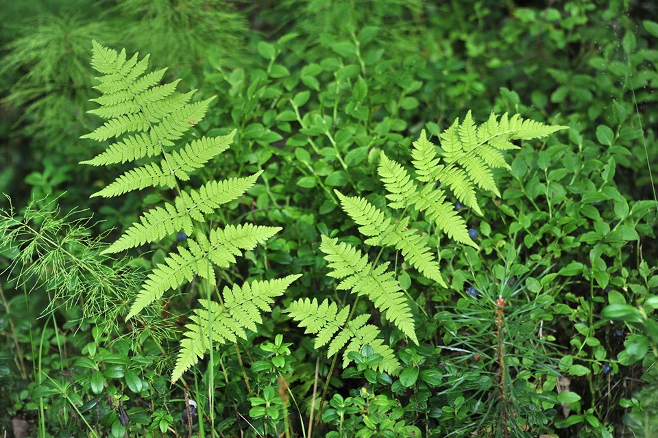 Ученые выяснили, что папоротник способен образовывать редкоземельные элементы в своих тканях