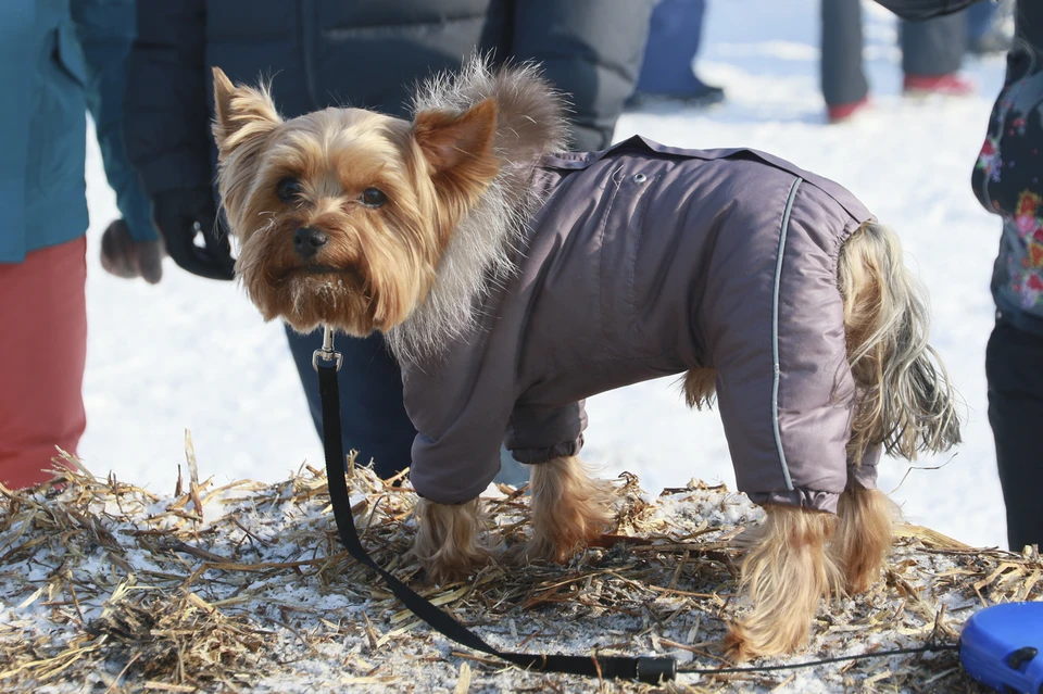 Чипированные собаки быстро вернулись обратно к хозяевам