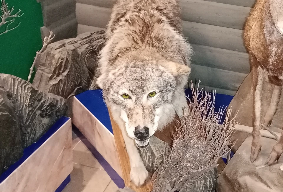 Злобный криминальный волчара трижды обходил "охотника", но попался в сети правосудия