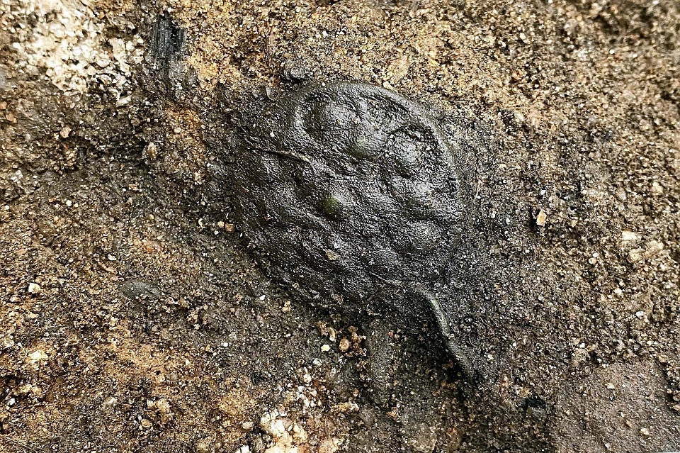 Скандинавский артефакт. Фото: VK/Усвятская археологическая экспедиция ИИМК РАН