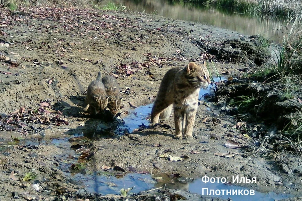 Дальневосточный лесной кот – редкий и уязвимый подвид. Фото: Илья Плотников, «Земля леопарда»