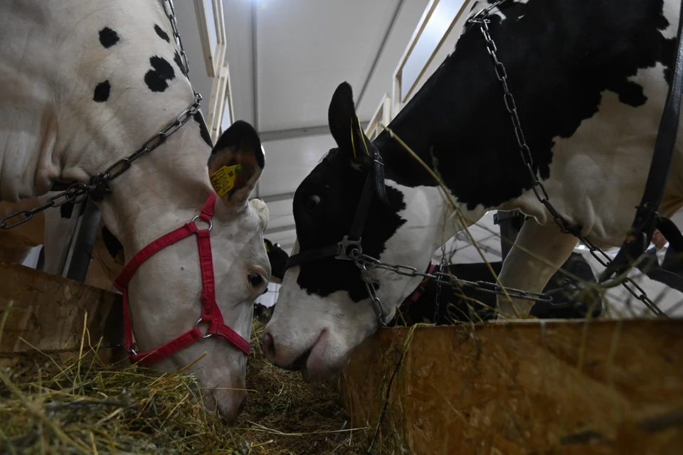 В Иркутской области предпринимают меры по недопущению в регион пастереллёза