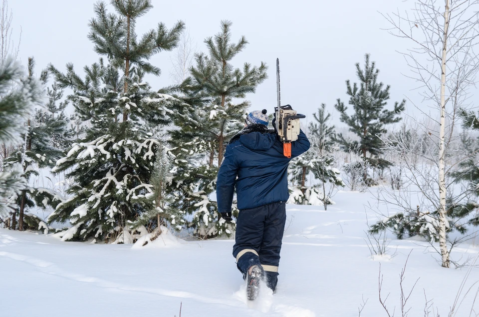 Лесная охрана предотвратила незаконную вырубку хвойных деревьев и усилила патрулирование перед праздниками.
