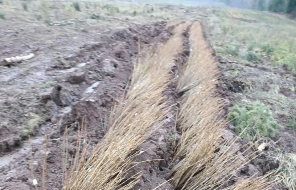 Фото: Россельхознадзор