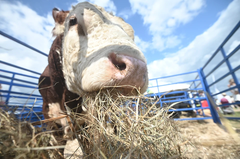 Молочный комбинат на Ставрополье обязали оценить причиняемый вред экологии