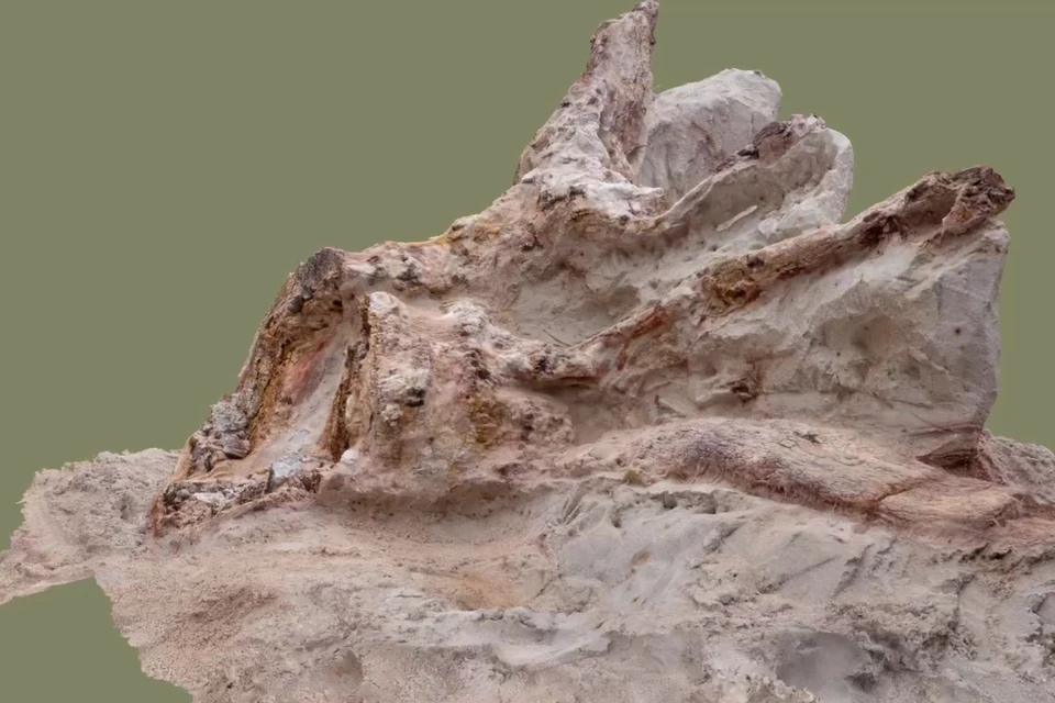 Для изучения древнего растения специалисты применили метод фотограмметрии. Фото: Естественнонаучные музеи СПбГУ