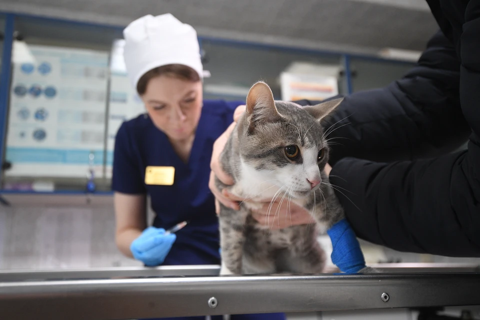 Фото: архив "КП".