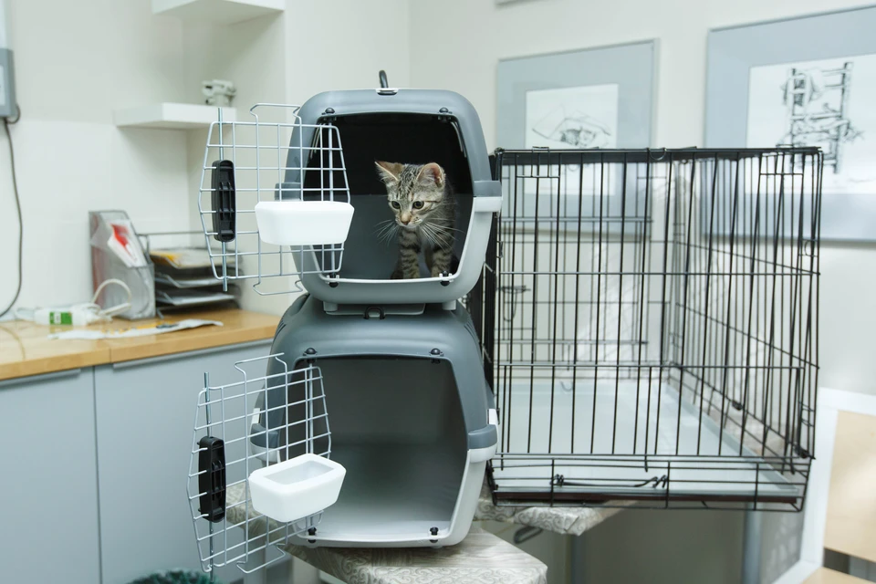 Следователи проводят проверку после жалоб на ставропольскую ветклинику