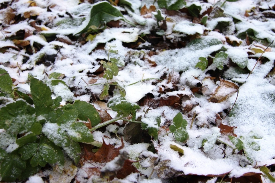 Синоптики обещают потепление после первого снега.