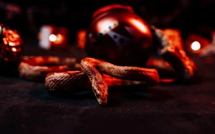 Гороскоп на неделю с 17 по 23 ноября: Овны пересмотрят карьерные планы, а Девы найдут способ укрепить отношения