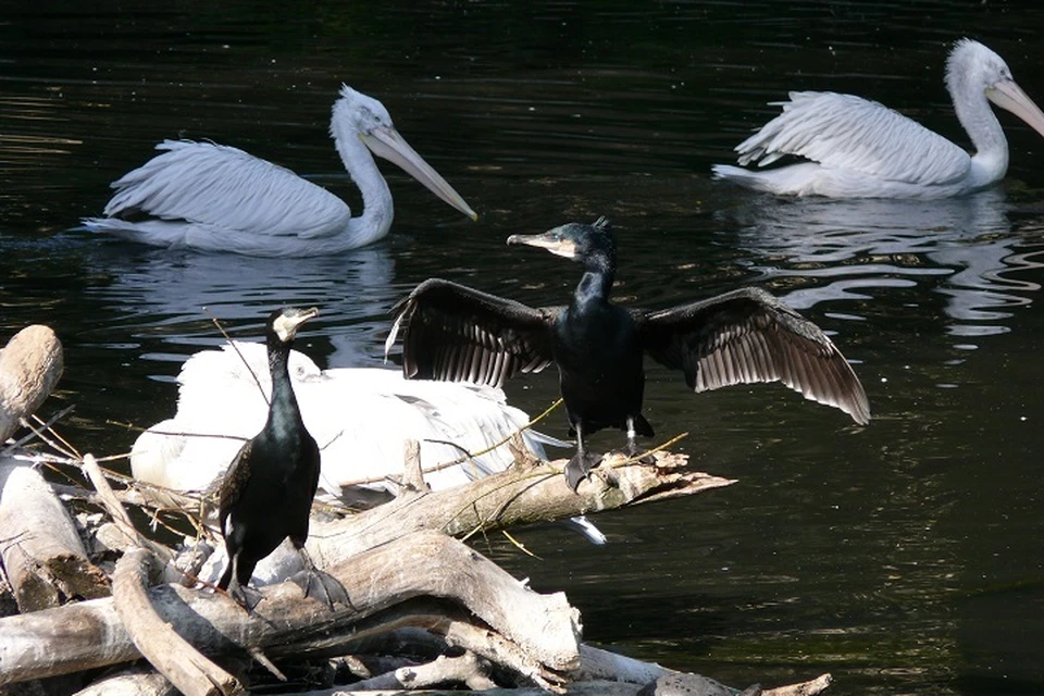 В настоящее время ученые изучают вопрос для разработки рекомендаций по контролю численности этих птиц.