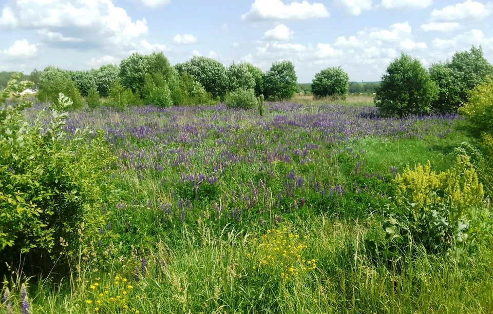 В Калужской области применяют нейросети для мониторинга сельхозугодий.