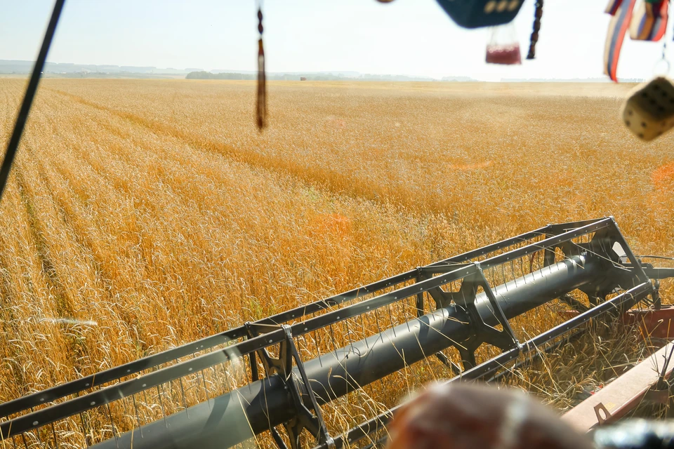 Остатки пестицидов в почве стали причиной угнетения пшеницы на Ставрополье