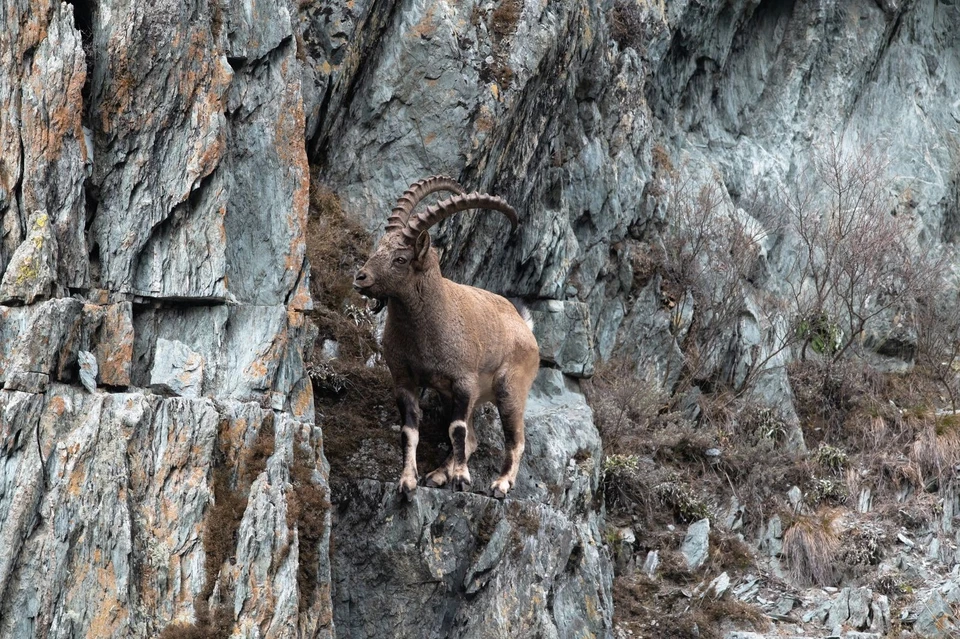 Фото: пресс-служба Объединённой дирекции заповедника «Саяно-Шушенский» и национального парка «Шушенский бор»