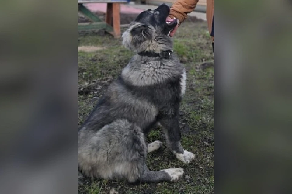 Под Рыбинском застрелили собаку. ФОТО: Русская община Ярославль