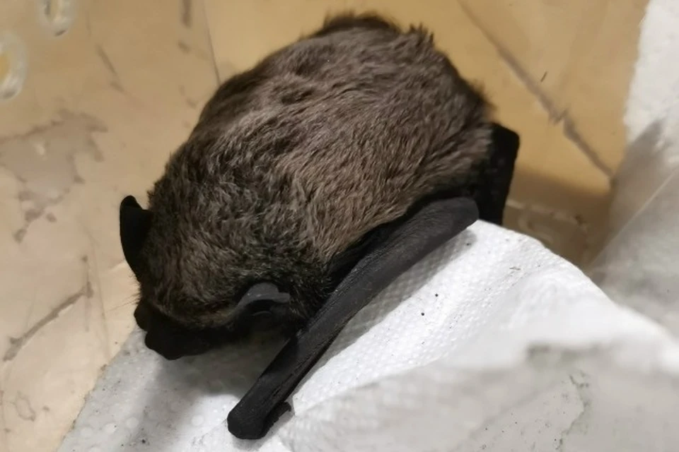 Изначально летучую мышь хотели выпустить на улицу. Фото: центр реабилитации животных «Большое гнездо»