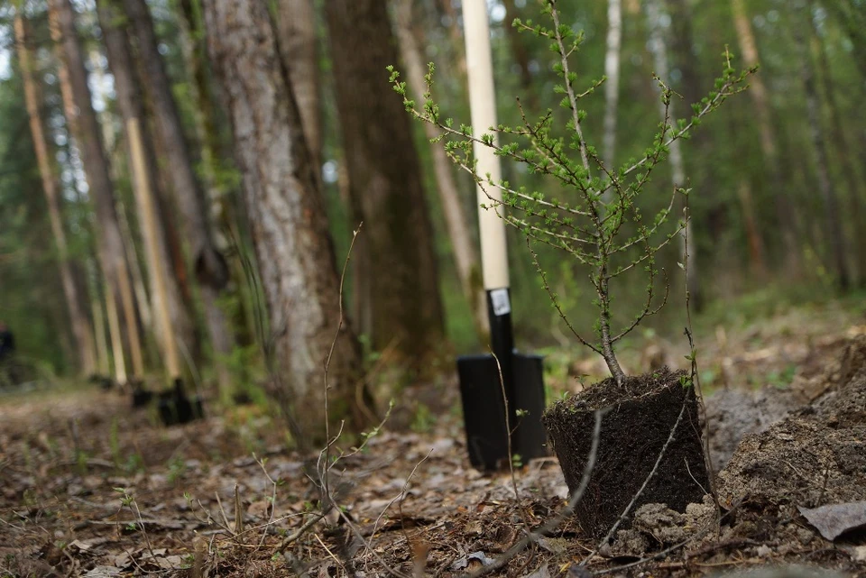 Доброе дело объединило сотни энтузиастов-экологов